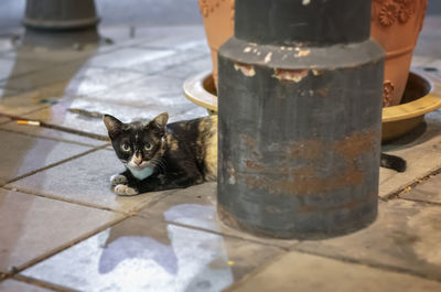 Portrait of cat sitting on floor