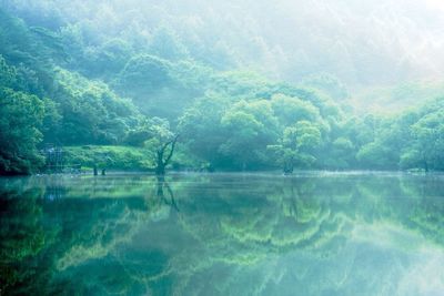 Rainforest reflecting in lake