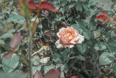 Close-up of pink rose