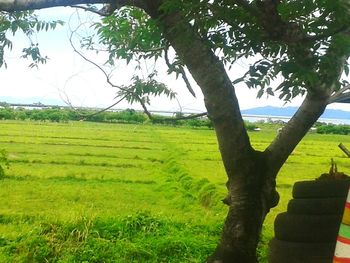 Trees on grassy field