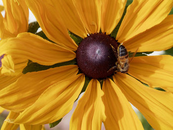 Close-up of sunflower blooming outdoors