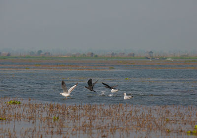 Birds in a lake