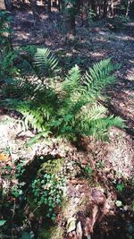 High angle view of trees growing on field