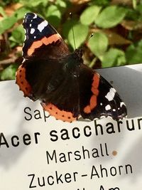 Close-up of butterfly on leaf