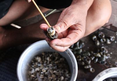 Midsection of man removing snail from shell