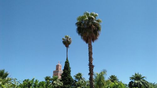 Low angle view of palm trees against blue sky