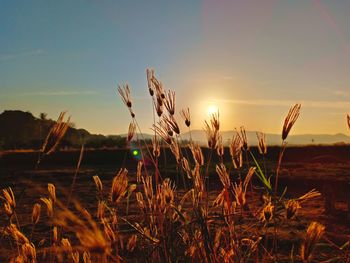 Close-up of stalks in field against sky during sunset