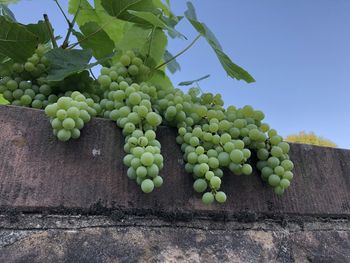 Low angle view of grapes on tree against sky