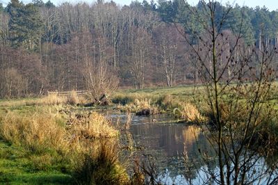 Scenic view of lake in forest