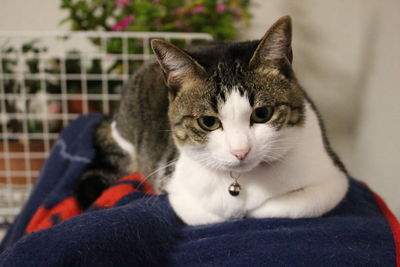 Close-up portrait of cat looking away