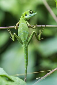 Close-up of lizard on leaf