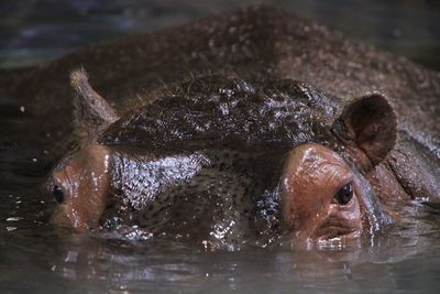 Close-up of turtle swimming in water