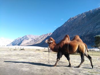 Horses on a snow covered mountain against sky