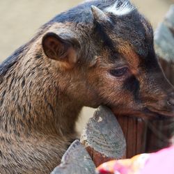 Close-up of goat