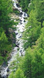 River amidst trees in forest