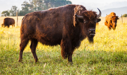 Bison grazing on field