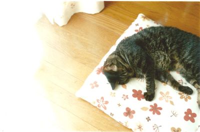 Cat resting on bed