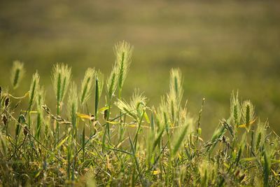 Close-up of wheat growing on field