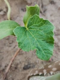 High angle view of small plant growing on field