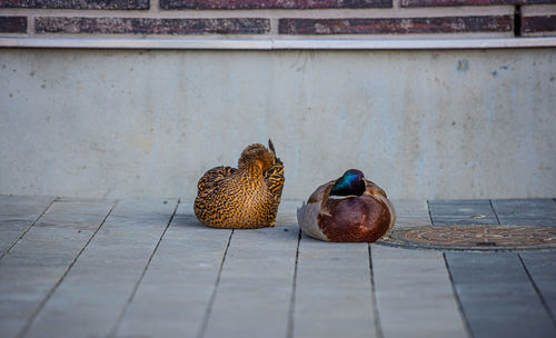 View of birds on floor