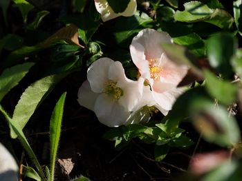 Close-up of white flowers blooming outdoors