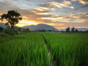 Scenic view of rice field against sky during sunset