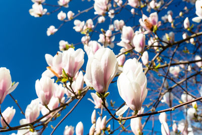 Low angle view of magnolia blossoms in spring