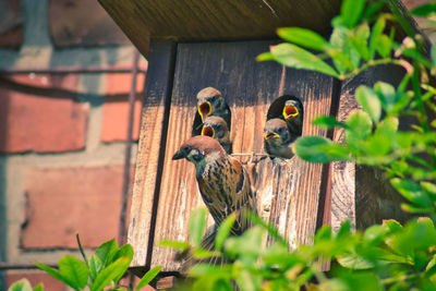 Close-up of sparrow bird feeding nestlings at birdshouse