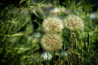 Flowers growing on plant