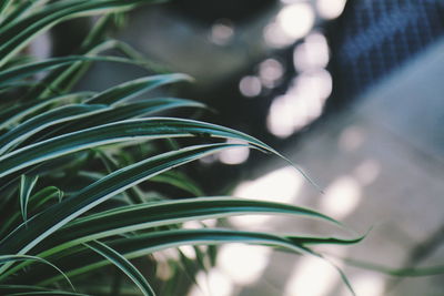 Close-up of fresh green plant