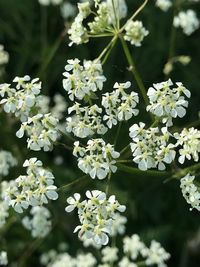 Close-up of white flowering plant in park