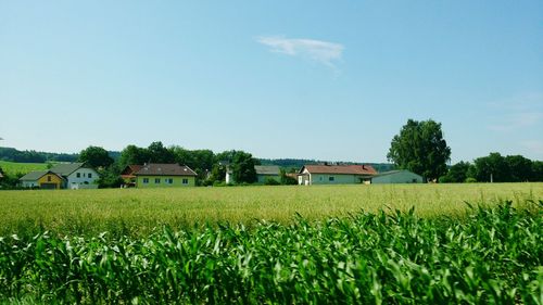 Scenic view of agricultural field against clear sky