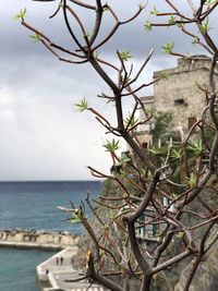 Tree by sea against sky