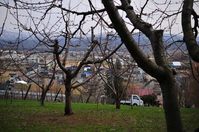Bare trees in park