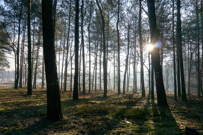 Trees in forest