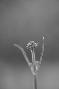 Close-up of wilted plant against white background