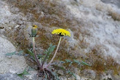 Close-up of yellow flowering plant on land