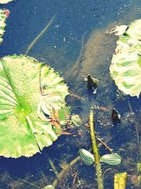 High angle view of leaves floating on lake