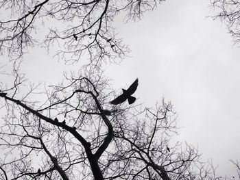 Low angle view of birds perching on branch