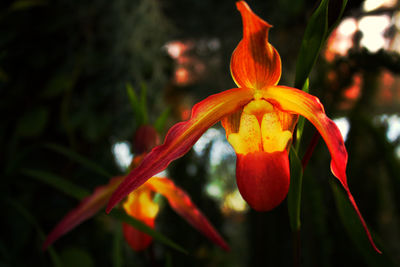 Close-up of red flowering plants