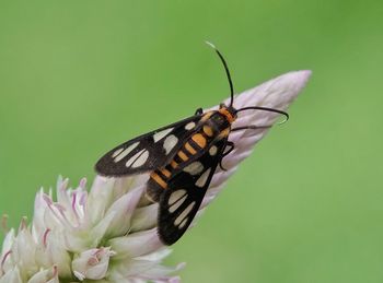 Close-up of butterfly pollinating on flower