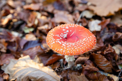 Close-up of fly agaric mushroom on field