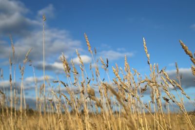 Growing up under the blue sky. 