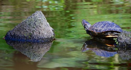 Turtle in pond by rocks