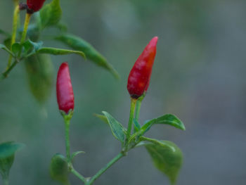 Red chili peppers growing in vegetable garden