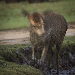 Lion standing on field