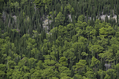 Full frame shot of pine trees in forest