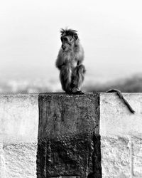 Monkey on wall against sky