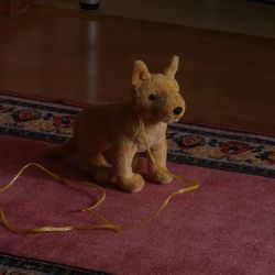 Dog on rug at home