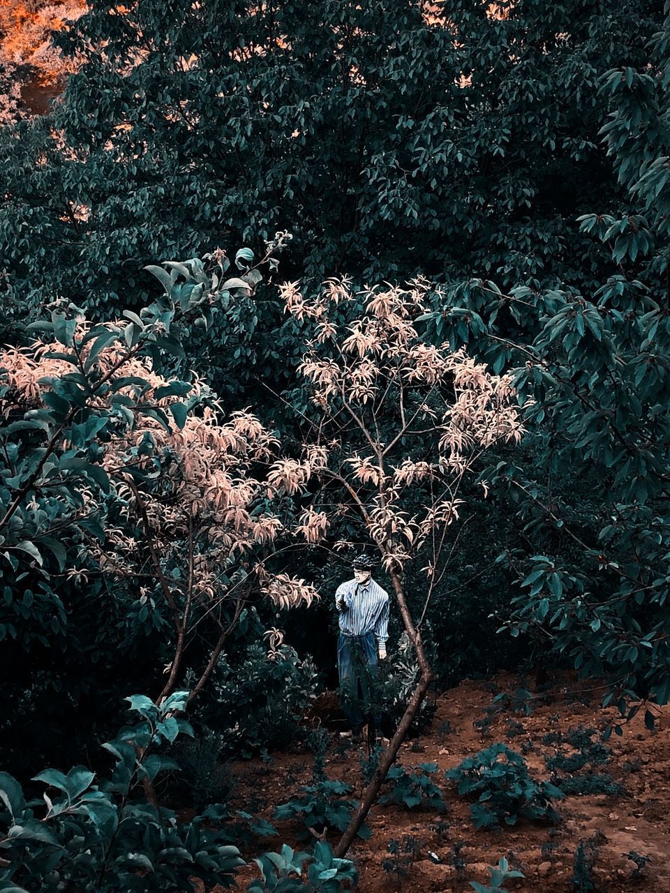 HIGH ANGLE VIEW OF TREES GROWING IN FOREST